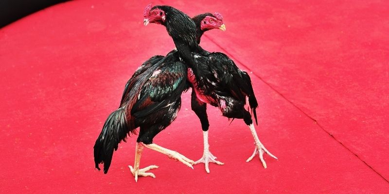 Khái quát dữ liệu về đá gà trực tiếp U888