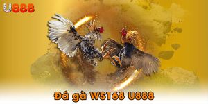 Đá gà WS168 U888