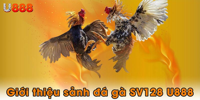 Giới thiệu về sảnh đá gà SV128 U888