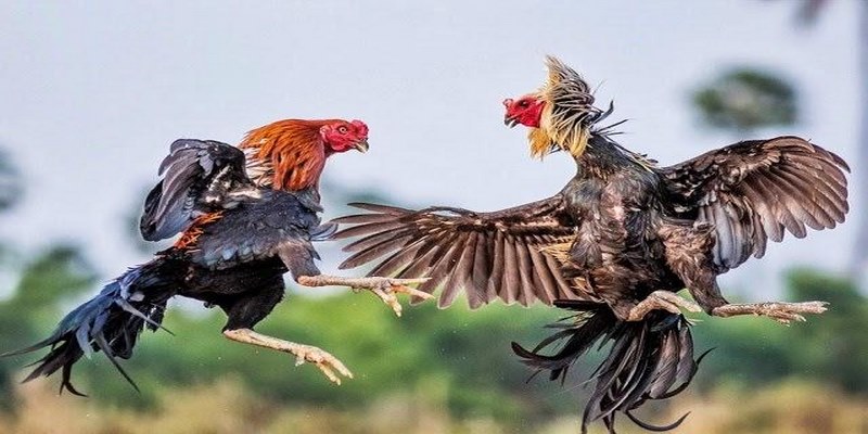 Khái quát dữ liệu về đá gà trực tiếp U888