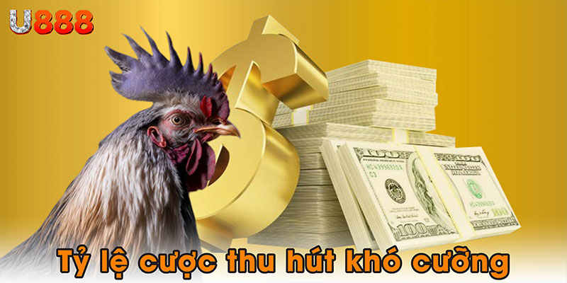 Tỷ lệ cược thu hút khó cưỡng